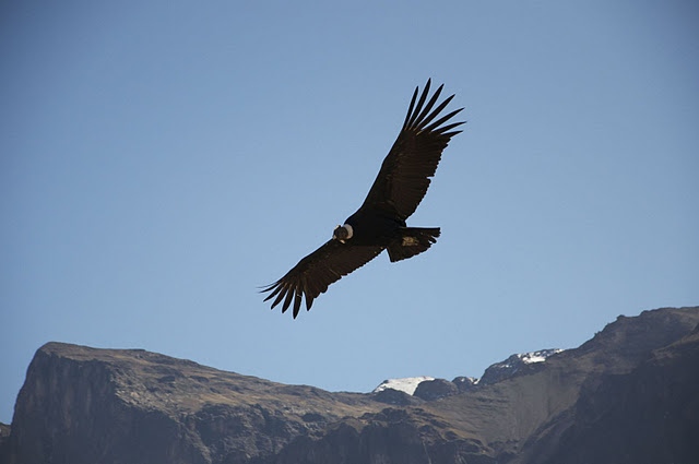 Colca Canyon